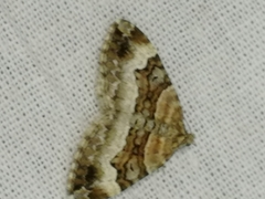 Xanthorhoe biriviata