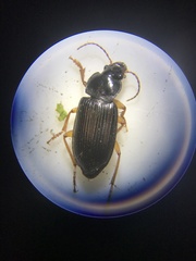 Anisodactylus verticalis