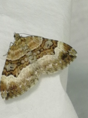 Xanthorhoe biriviata