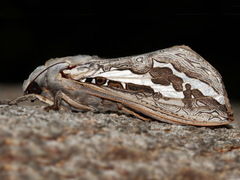 Abantiades mcquillani