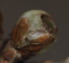 Neuroterus vesicula
