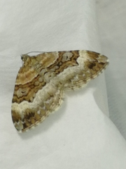 Xanthorhoe biriviata