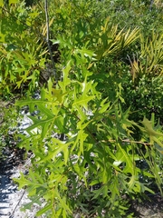 Quercus laevis image