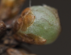 Neuroterus vesicula
