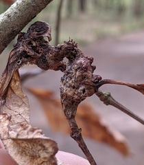 Neuroterus quercusbatatus