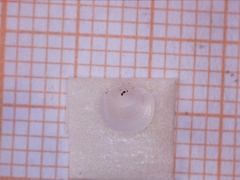 Divalinga perparvula