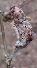 Neuroterus quercusbatatus