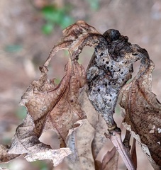 Neuroterus quercusbatatus