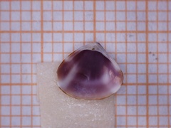 Tivela