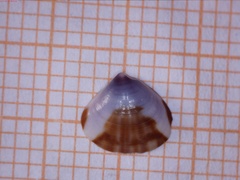 Tivela