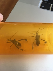 Leptoglossus zonatus