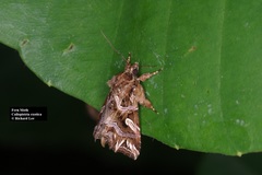 Callopistria exotica