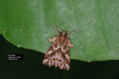 Callopistria exotica
