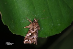 Callopistria exotica