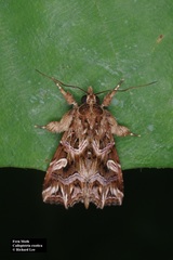 Callopistria exotica