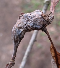 Neuroterus quercusbatatus