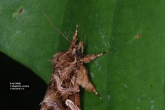 Callopistria exotica