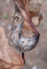 Neuroterus quercusbatatus