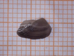 Sheldonella