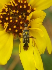 Closterocoris