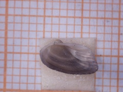 Sheldonella