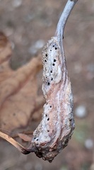 Neuroterus quercusbatatus