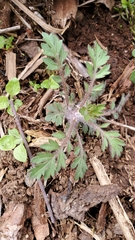 Collomia heterophylla