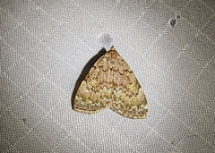 Idia concisa