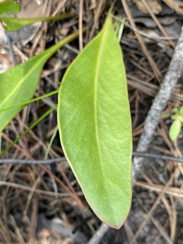 Coreopsis gladiata, photograph 2