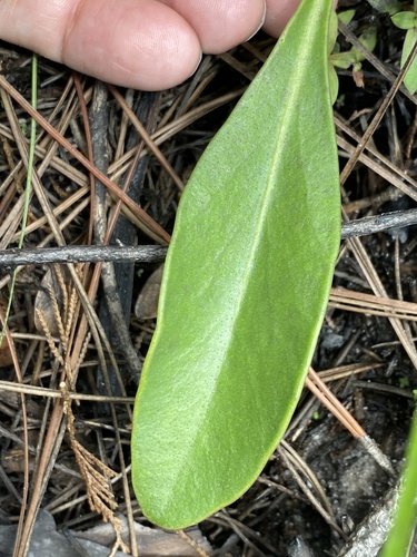 Coreopsis gladiata, photograph 3