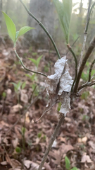 Callosamia promethea