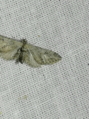 Eupithecia innotata