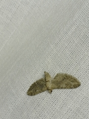 Eupithecia innotata