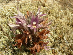 Aphyllon californicum californicum
