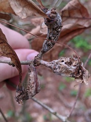 Neuroterus quercusbatatus