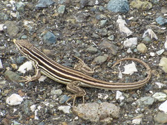 Leiocephalus onaneyi