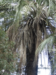 Butia