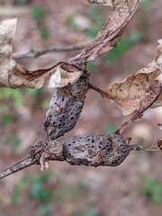 Neuroterus quercusbatatus