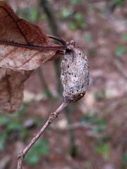 Neuroterus quercusbatatus