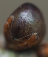 Neuroterus vesicula