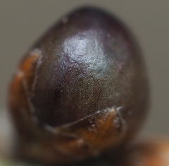 Neuroterus vesicula