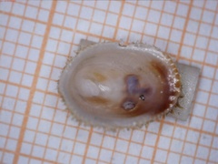 Pilosabia trigona