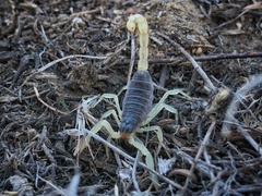 Hadrurus spadix