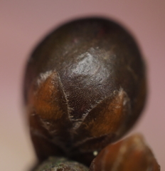 Neuroterus vesicula