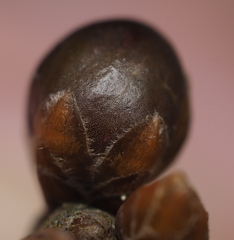 Neuroterus vesicula