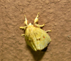 Euproctis bicolor