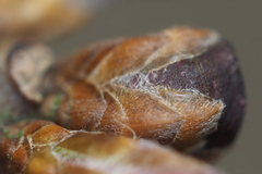 Neuroterus vesicula