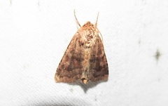 Perigea xanthioides
