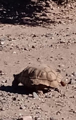 Chelonoidis chilensis