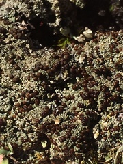 Bryoplaca sinapisperma